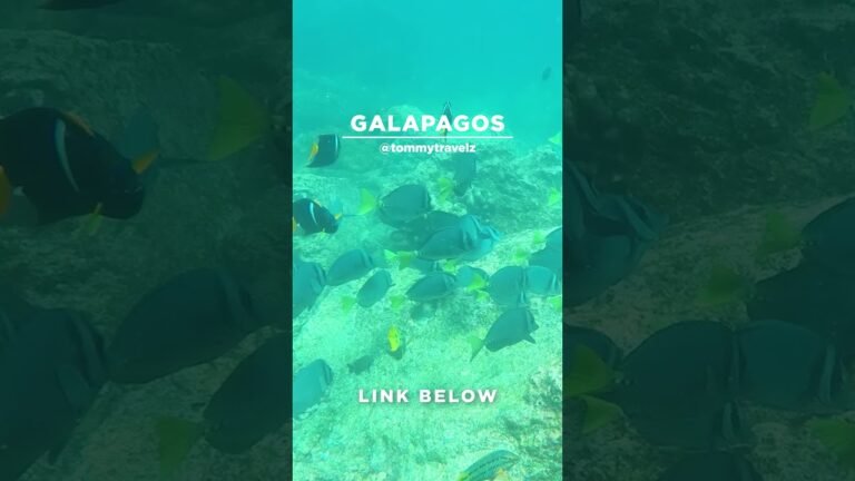 #TommyTravelz #travelnow #traveltips #galapagos #sancristobal #santacruz #islabaltra #isabelaisland